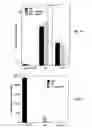 Fig. 09 - Drug-delivery patch comprising a dissolvable layer and uses thereof
