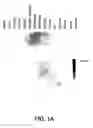 Fig. 02 - Chicken growth differentiation factor-8