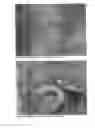 Fig. 02 - Novel Class of Cell-Interactive Material and Process of Preparation of Artificial Tissues of Human and Animal Origin