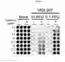 Fig. 02 - Screening tool for antiviral agents