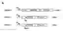 Fig. 01 - Optimized DNA and protein sequence of an antibody to improve quality and yield of bacterially expressed antibody fusion proteins