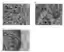 Fig. 01 - METHOD FOR PROMOTING GASTROINTESTINAL FUNCTION AND METHOD FOR SCREENING FOR PROMOTER OF GASTROINTESTINAL FUNCTION