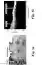 Fig. 06 - OPTICAL COHERENCE TOMOGRAPHY