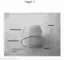 Fig. 02 - METHOD FORISOLATING STEM CELLS FROM CRYOPRESERVED DENTAL TISSUE