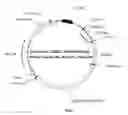 Fig. 02 - Recombinant constructs and transgenic fluorescent ornamental fish therefrom