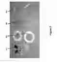 Fig. 09 - RAPID ELECTROCHEMICAL EVALUATION APPARATUS