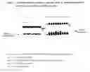 Fig. 07 - Recombinant Method for Production of an Erythropoiesis Stimulating Protein