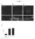 Fig. 02 - Modulation of synaptogenesis