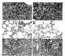 Fig. 01 - Pyridazine compounds and methods