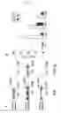 Fig. 08 - Anti-PCI antibody for regulating liver regeneration/repair
