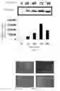 Fig. 08 - Systems and Methods for Targeted and Controlled Delivery of Agents
