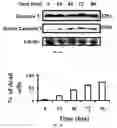 Fig. 09 - Systems and Methods for Targeted and Controlled Delivery of Agents