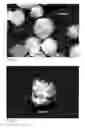 Fig. 02 - Confectionery products and process for obtaining them