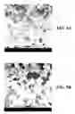 Fig. 08 - Composite materials comprising supported porous gels containing reactive functional groups