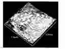 Fig. 01 - Hydroxyapatite coated nanostructured titanium surfaces
