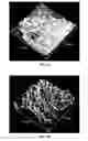 Fig. 02 - Hydroxyapatite coated nanostructured titanium surfaces