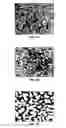 Fig. 06 - Hydroxyapatite coated nanostructured titanium surfaces