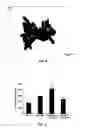 Fig. 09 - Hydroxyapatite coated nanostructured titanium surfaces
