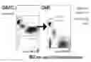 Fig. 01 - METHOD FOR DETECTION AND ENUMERATION OF CELL SURFACE MARKERS