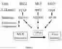 Fig. 02 - TSG101-GAG INTERACTION AND USE THEREOF