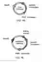 Fig. 06 - Methods and compositions for genomic modification