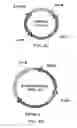 Fig. 07 - Methods and compositions for genomic modification