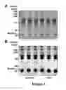 Fig. 02 - Methods for identifying agents for treating cardiovascular disease using inhibition of myeloperoxidase binding