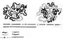 Fig. 01 - AMORPHOUS POLYMERIC NETWORKS