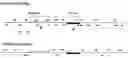 Fig. 01 - Complex oligonucleotide primer mix