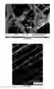 Fig. 05 - Bioresorbable implant