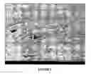 Fig. 07 - Bioresorbable implant