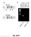 Fig. 03 - CAP/SORBS1 AND DIABETES