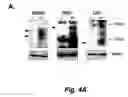 Fig. 06 - CAP/SORBS1 AND DIABETES