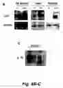 Fig. 07 - CAP/SORBS1 AND DIABETES