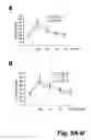 Fig. 08 - CAP/SORBS1 AND DIABETES