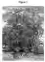 Fig. 02 - Hibiscus 'Panama Bronze'
