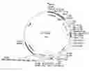 Fig. 01 - Recombinant vector expressing multiple costimulatory molecules and uses thereof