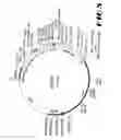 Fig. 06 - Recombinant vector expressing multiple costimulatory molecules and uses thereof