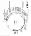 Fig. 09 - Recombinant vector expressing multiple costimulatory molecules and uses thereof