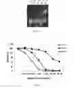 Fig. 04 - METHODS AND COMPOSITIONS FOR THE SPECIFIC INHIBITION OF GENE EXPRESSION BY DOUBLE-STRANDED RNA