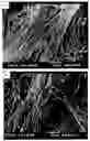 Fig. 01 - Bone substitute comprising fucans and methods of making and use thereof