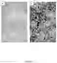 Fig. 06 - Bone substitute comprising fucans and methods of making and use thereof