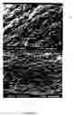 Fig. 07 - Bone substitute comprising fucans and methods of making and use thereof