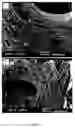 Fig. 08 - Bone substitute comprising fucans and methods of making and use thereof