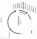 Fig. 13 - PLANTS WITH ALTERED ROOT ARCHITECTURE, INVOLVING THE RT1 GENE, RELATED CONSTRUCTS AND METHODS