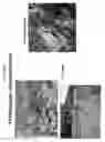 Fig. 22 - PLANTS WITH ALTERED ROOT ARCHITECTURE, INVOLVING THE RT1 GENE, RELATED CONSTRUCTS AND METHODS