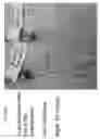 Fig. 24 - PLANTS WITH ALTERED ROOT ARCHITECTURE, INVOLVING THE RT1 GENE, RELATED CONSTRUCTS AND METHODS