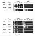 Fig. 07 - HRPN INTERACTORS AND USES THEREOF