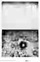 Fig. 06 - METHOD OF ENHANCING BIOCOMPATIBILITY OF ELASTOMERIC MATERIALS BY MICROTEXTURING USING MICRODROPLET PATTERNING