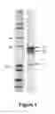 Fig. 02 - Alphavirus and Alphavirus Replicon Particle Formulations and Methods